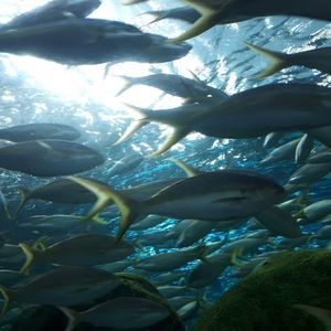 Meet your Posher, Evan